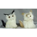Pair of Small Fluffy Kittens - Low Price!! - Bid Now!!!