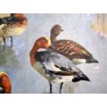 Vintage Retro Framed Print Ducks By Vernon Ward 470mm x 570mm