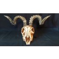 Stunning Vintage Life size  Resin Ram Skull and Horns.