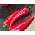 Stunning Vintage  Murano Art Glass Chilli's Natural Bright Red. x 3 -1 tip is chipped