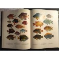 JBL & Margaret Smith - Fishes if Seychelles