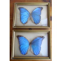 Two Vintage Blue Morpho Butterflies Taxidermy Domed Framed. 195mm x 145mm