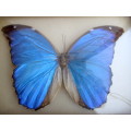 Two Vintage Blue Morpho Butterflies Taxidermy Domed Framed. 195mm x 145mm