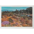 Vintage Unused Postcard -  Caledon Garden