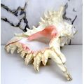 Large Murex Ramosus Shell. 200 x150x 120 mm. Lovely Item. Rare.