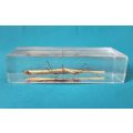 CHINESE STICK INSECT SPECIMEN/ ACRYLIC PAPERWEIGHT