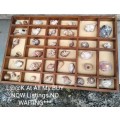 WOW!! Printer Tray 31 Divisions + 40 Sea SHELLs *INCLUDED LOOK At All My BUY NOW Listings NO WAITING