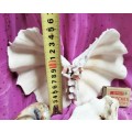 2 Clam shell hand crafted as BUTTERFLY+3othersLook At All My BUY NOW Listings NO WAITING