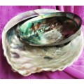 AWESOME sea Shell Abalone large +Medium one more polished*LooKatMyBUY NOW*NO WAITING