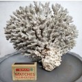 Sea Shells Coral large piece weight 964 grams*Look