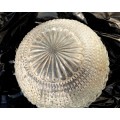 Lamp Shade Glass -1 Clear pressed raised Daisy TOP swirl ribbed *LOOK At My BUY NOW items NO WAITING