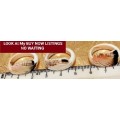 Dress RING - 3 Conch shell LOOK At My BUY NOW* NO WAITING