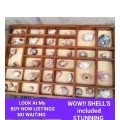 WOW!! Printer Tray 31 Divisions + 40 Sea SHELLs *INCLUDED LOOK At All My BUY NOW Listings NO WAITING