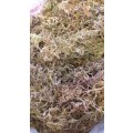 Large Bag of Sphagnum Moss for Flower Arranging