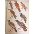 Birds Voels of the Kruger and other National Parks Vol I