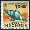 INDONESIA HAIRY TRITON - CYMATIUM PILEARE - 1969