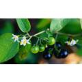 Black Night Shade - Berry - Nastergal - Solanum nigrum - 5 seeds