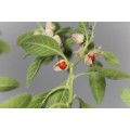 Indian Ginseng - Ashwaganda - Winter Cherry - 5 seeds