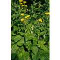 Elecampane - Scabwort - Inula helenium - 5 seeds