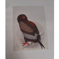 Bateleur Eagle Lithograph - Claude Gidney Finch-Davies 1875 - 1920