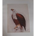 Fish Eagle Lithograph - Claude Gidney Finch-Davies 1875 - 1920