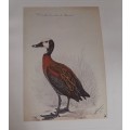 Whitefaced Duck Lithograph - Claude Gidney Finch-Davies 1875 - 1920
