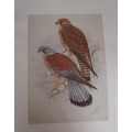 Lesser Kestrel pair Lithograph - Claude Gidney Finch-Davies 1875 - 1920