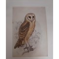 Barn Owl Lithograph - Claude Gidney Finch-Davies 1875 - 1920