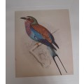 Lilac-breasted Roller Lithograph - Claude Gidney Finch-Davies 1875 - 1920