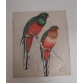 Narina Trogon pair Lithograph - Claude Gidney Finch-Davies 1875 - 1920