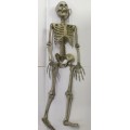 Halloween 80cm full skeleton