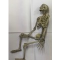 Halloween 80cm full skeleton