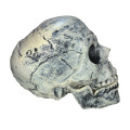 Adult size skull