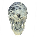 Adult size skull