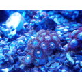 Zoanthids Frags