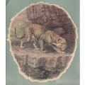 Postcard (Large)  Leopard unused as scans