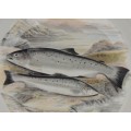Portmeirion The Compleat Angler Dinner Plate - No 3 Sewen Welsh Sea Trout