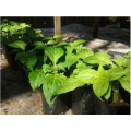 Healthy, Well Rooted, Salvia Divinorum Plants - Nationwide Delivery