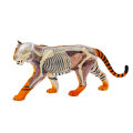 Nature Discovery Animal Anatomy Tiger