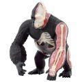 Thames & Kosmos Animal Anatomy Kit Gorilla