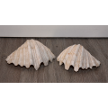 Two Large Sea Shells