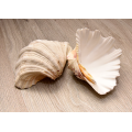 Two Large Sea Shells