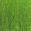 Astro turf (Artificial Grass) - width 2m - 199 per meter message for order
