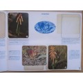 Vintage Bokomo sticker album: SA Wild Flowers - 8 stickers missing