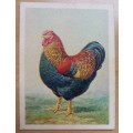 Farmyards of SA, Werwe van SA: part set of 77 cigarette cards by United Tobacco Co., duplicates