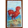 1885-1895 Allen & Ginter cigarette card Birds of the Tropics Cock-of-the-Rock, CV R500