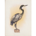 OUR SOUTH AFRICAN BIRDS CIGARETTE CARD NO, 6