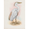 OUR SOUTH AFRICAN BIRDS CIGARETTE CARD NO, 7