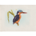 CIGARETTE CARD OUR SOUTH AFRICAN BIRDS NO. 76