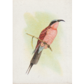 CIGARETTE CARD OUR SOUTH AFRICAN BIRDS NO. 78